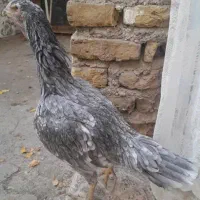 مرغ لاری نژاد اصل|حیوانات مزرعه|خوی, |دیوار