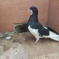چپ سیاه|پرنده|کازرون, |دیوار