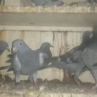 جوجه پلاکی هیچ پری|پرنده|باوی, |دیوار