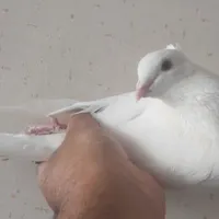 کبوتر نر مچ پر
