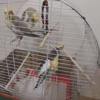 فروش ۲جفت عروس هلندی سالم