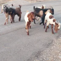 تعداد ده راس بز شیری وشش راس بزغاله ویک رای نر بز