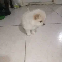 پامرانین عروسکی سفیدصدفی اصیل قیمت ۲۰|سگ|تهران, سعادتآباد|دیوار