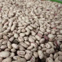 لوبیا چیتی زود رس بشرط