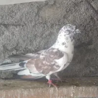 کبوترسوسکی