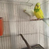 مرغ عشق جفت