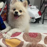 سگ پامر سفید شیری|سگ|اصفهان, خانه اصفهان|دیوار