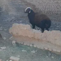 بره قوچ هترو