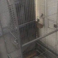 قفس طوطی سایز بزرگ و پرنده