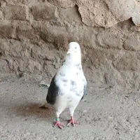 گمشده