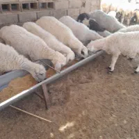 گله فروشی گوسفند وبز زائیده وآبست|حیوانات مزرعه|زاهدان, |دیوار