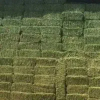 یونجه خالص چین دوم