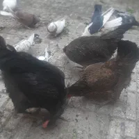 مرغ رسمی جوان تخم کن|حیوانات مزرعه|قم, ناصردیوان|دیوار