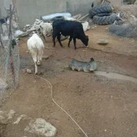 دوراس گوساله نر