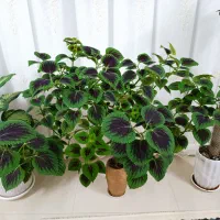 حسن یوسف بزرگ و درختچه ای|گل و گیاه طبیعی|گلبهار, شهر جدید گلبهار|دیوار