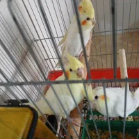 طوطی لوتیتو|پرنده|نجف‌آباد, شریعتی غربی|دیوار