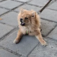 سگ پامر خرسی جنسیت نر|سگ|کرمانشاه, |دیوار