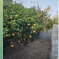 زمین ۳۴۵متر سند تک برگ داخل منطقه ازاد