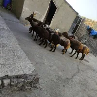 10راس میش افشاری