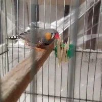 فنچ نر بالغ به همراه قفس