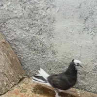 گفتر گره کوک درجایی|پرنده|میناب, |دیوار