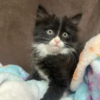 واگذاری گربه|گربه|قزوین, |دیوار