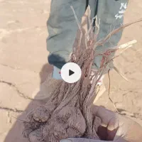 پیاز زعفران (تربت‌ حیدریه) کم خاک  (با امکان ارسال|خوردنی و آشامیدنی|تربت‌حیدریه, بهزیستی|دیوار