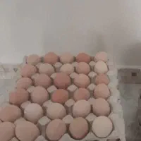 تخم مرغ گلپایگان نطفه دار