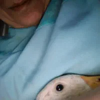 فروش گله اردک