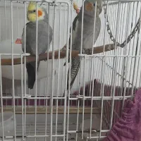 دوعدد عروس هلندی