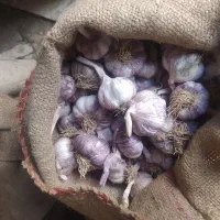 بذر سیر مناسب برای کاشت