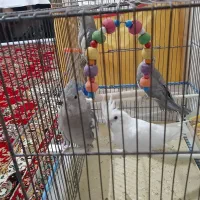 جوجه عروس هلندی|پرنده|قم, نیروگاه|دیوار