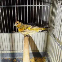 دوتا جوجه گلبسر نر|پرنده|ری, علایین|دیوار