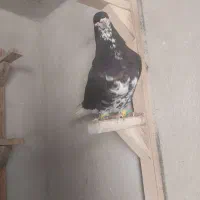 چهار تا کفتر