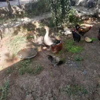 مرغ و خروس