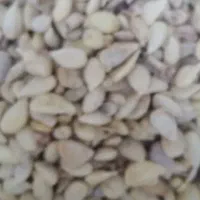 فروش تخم لیمو تمیز