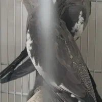 عروس هلندی وایت فیس نر