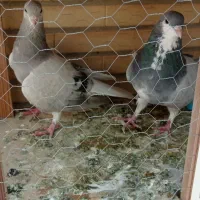 دمگیر دونسه