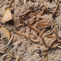 کرم میل ورم|لوازم جانبی حیوانات|شیراز, وصال|دیوار