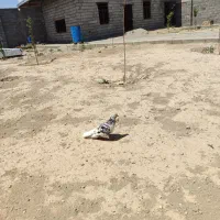 این  کبوتر رفته