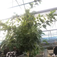 گل فیکوس ارتیسما