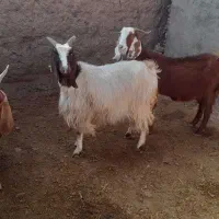 فروش ۳راس بز جوان اوستن