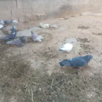 کبوترپرشی بازی دار.