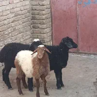 بره شیری سه تا دوتا به رنگ سیاه نر واون یکی ماده