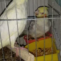 یک جفت مولد مرغ عشق انگلیسی و دو عدد عروس هلندی