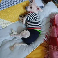 سگ شیتزو گم شده|سگ|اهواز, نادری|دیوار