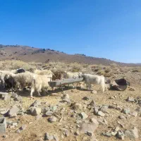 بز جوان کورکی چند قلو زا|حیوانات مزرعه|درب بهشت, |دیوار