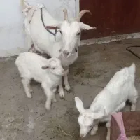 بز سانن
