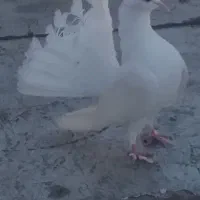 کبوتر گم شده