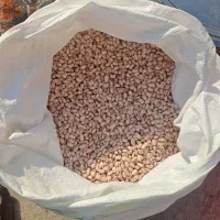 لوبیا چیتی مرگور|خوردنی و آشامیدنی|سیلوانه, |دیوار